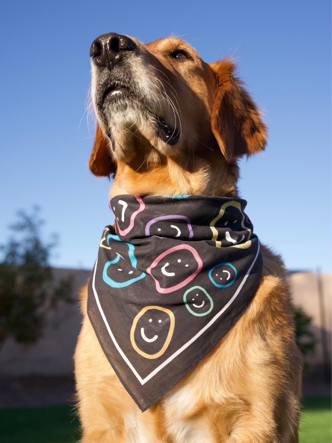 Happiness Pet Bandana